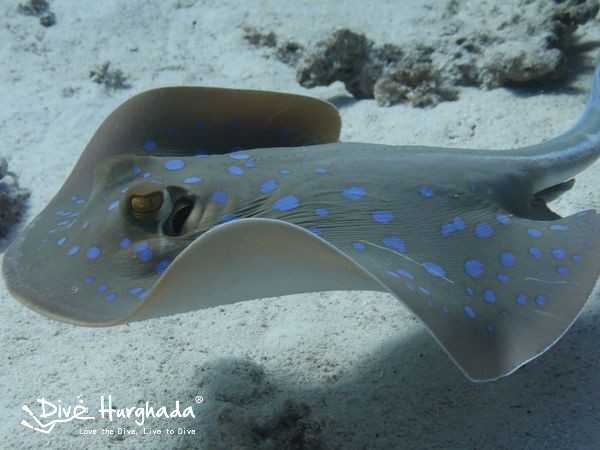 Red Sea Rays - een inspiratie voor innovaties